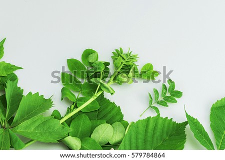 Green, fresh, different leaves, neat, creative, unusual and interesting laid out on a white background
