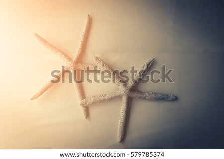 starfish on white background decorating room ideas
