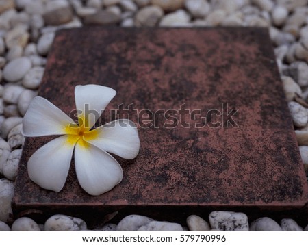 Single white plumeria leelawadee flower  on garden path with rocks