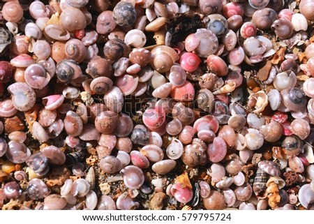 Can you tell me how many shells in ths picture 4