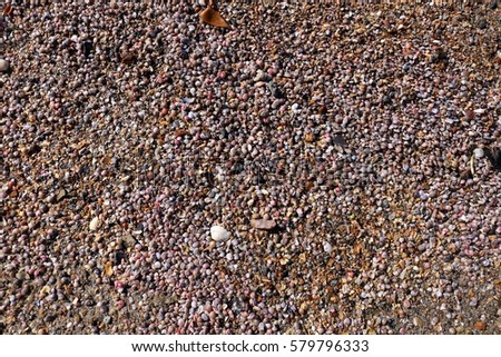 Can you tell me how many shells in this picture 1