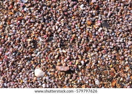 Can you tell me how many shells in this picture 2