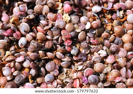 Can you tell me how many shells in this picture 3