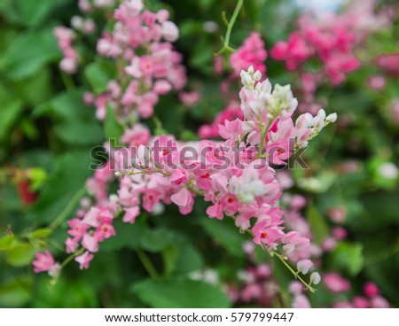 Closeup pink flowers in the green garden. Sakura blossoms over blurred nature. Summer, spring, autumn time. Background with blurred. Photography, photo.