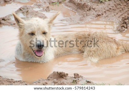 Dog enjoying mud 