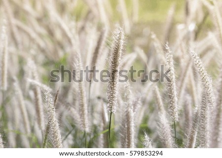 Small white beautiful grass.