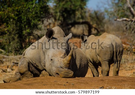 Rhinoceros and its baby around the waterhole in Hlane Royal National Park, Swaziland, Africa.