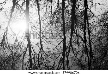 gloomy picture of reflected thin leafless trees in water of river