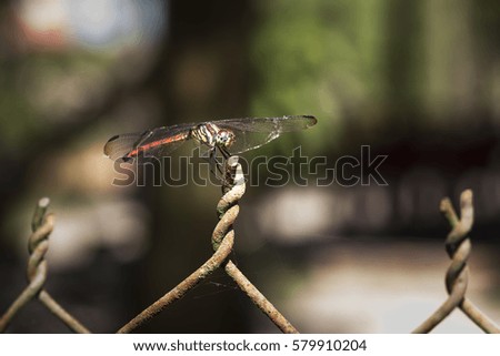 A close-up with telephoto lens picture of a dragonfly resting on fence.