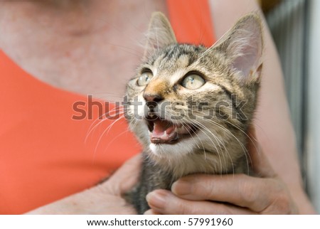 hand of an elderly woman holding a young tabby kitten