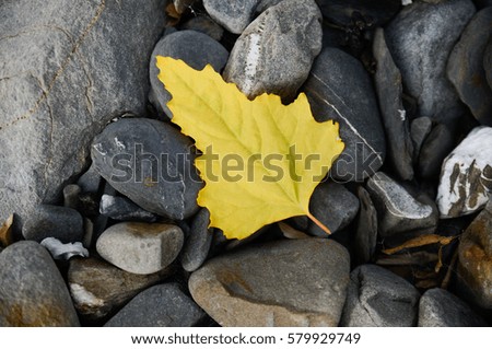Red ouinoa leaf and black stones background