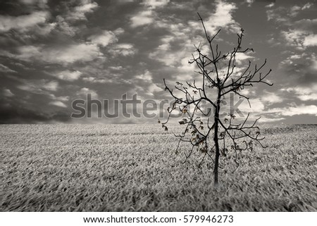 Alone tree in winter