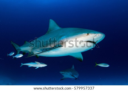 bull shark in the blue ocean background in mexico Royalty-Free Stock Photo #579957337