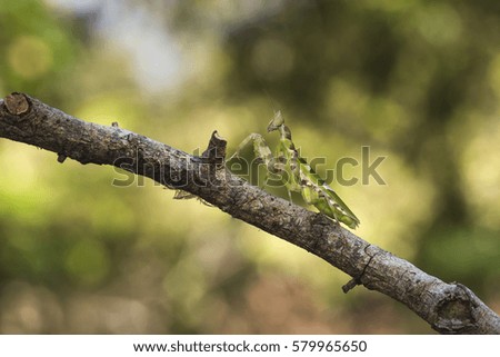 mantis on dry tree