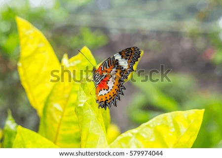 Red Butterfly Fly in Morning Nature.