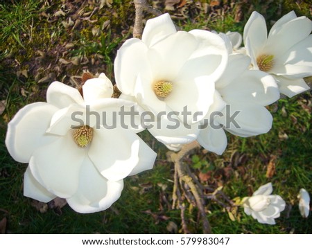 Spring flowers. Flowering magnolias.