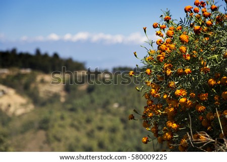 Marigold flowers growing at  Thrangu Tashi Yangtse Monastery in Nepal prior to Tihar festival with the snow capped Himalayas in the background  Royalty-Free Stock Photo #580009225