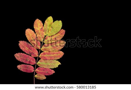 Colorful autumn, fall leaf, leaves on black background. Rowan leaf in orange and red colors in closeup, macro.