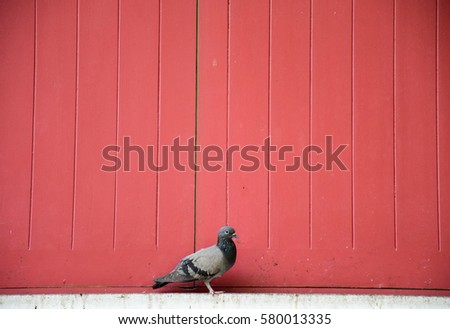 Bird on red wall, Bangkok