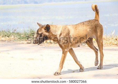 stray dog color brown