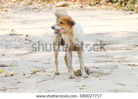 stray dog front page