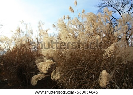 An image of Korean silver grass