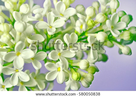 Spring landscape. Bunches of flowers of lilac