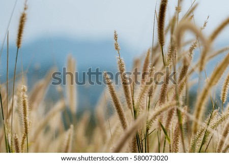 beautiful grass flower background ,selective focus.,with vintage filter