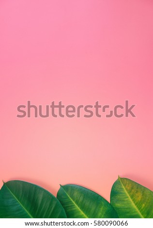 Creative pink fresh layout with fresh green leaves. Colourful pink background with green ficus leaves on the bottom