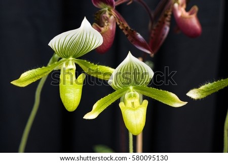 Yellow-green orchids Royalty-Free Stock Photo #580095130