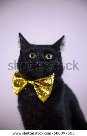 Cute black cat with bow-tie on bright background
