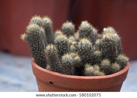 Close up Beautiful Cactus
