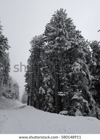 Winter frozen forest. Summer time in forest. Winter scene in woods. Fog in winter time. Foggy forest. Cold weather in a foggy forest. snow and fog. foggy weather.