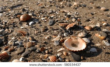 Shells and pebbles on the beach of the Mediterranean Sea. Shells and stones thrown by the storm onto the sand.