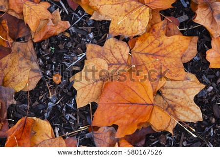 Faded instant style colorful dry fall leaves crumpled on a forest floor