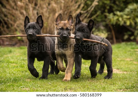 Three working line German shepherd puppies brings one stick Royalty-Free Stock Photo #580168399