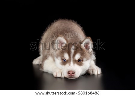 Cute little puppy of syberian husky on black background