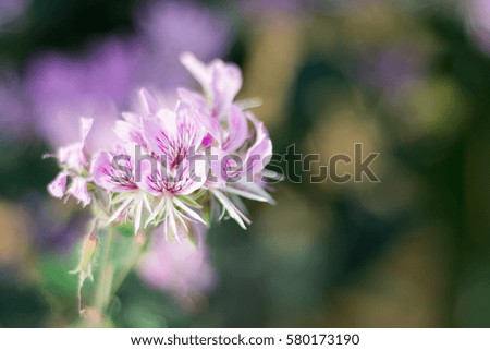 Beautiful violet flowers on a green field background. 
The perfect image for spring and mothers day background, flower landscape, etc. 