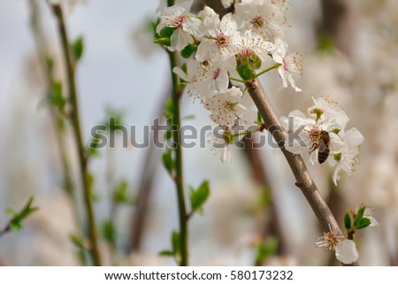 Beautiful blooming flowers on a sunny day and a busy bee at work.
The image perfectly represents the spring and summer seasons.