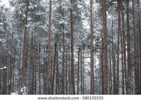 Winter in the pine forest, fresh soft snow on the branches