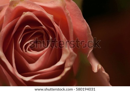 macro picture of a pink rose