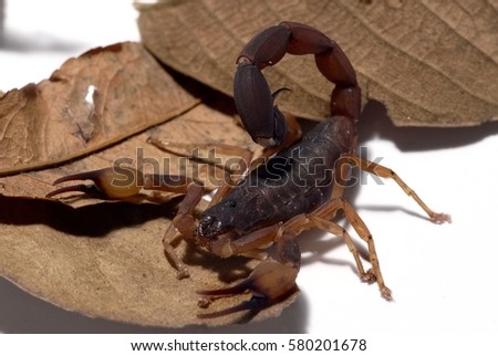  Brazilian yellow scorpion