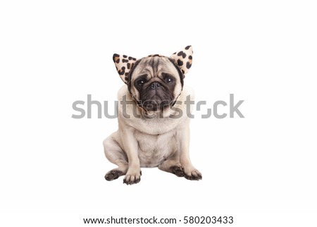sweet pug puppy dog wearing leopard print hairband with ears, isolated on white background