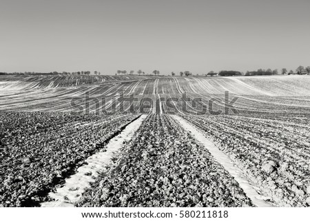 Rows of Seedlings on Hilly Filed at Early Spring, Black and White