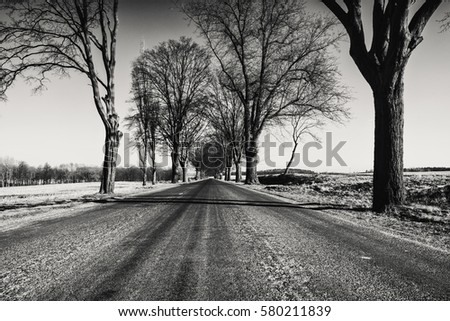 Empty Asphalt Road and Old Trees on Sides, Black and White Edit