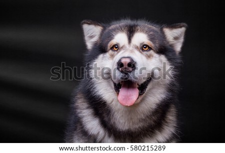 dog malamute, husky in studio isolated on black background, funny happy siberian alaskan dog looks like a teddy bear, fluffy dog smiling with his tongue out