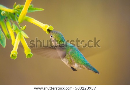 Malibu Hills, CA- July: A humming bird sipping nectar out of a flower in the hills of Malibu. 