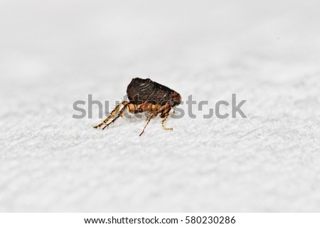 Very very extreme macro picture of a flea