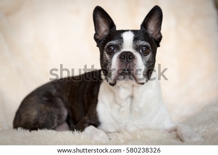 Close up boston terrier