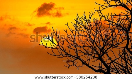 Branches of tree with sunset and yellow sky background.Concept for halloween nightfall and twilight texture.